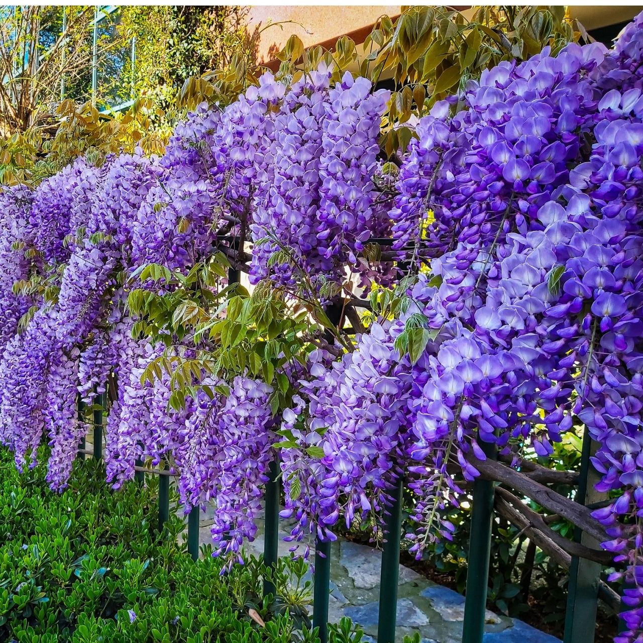 Shop Climbing Wisteria Vine online at TN Nursery 