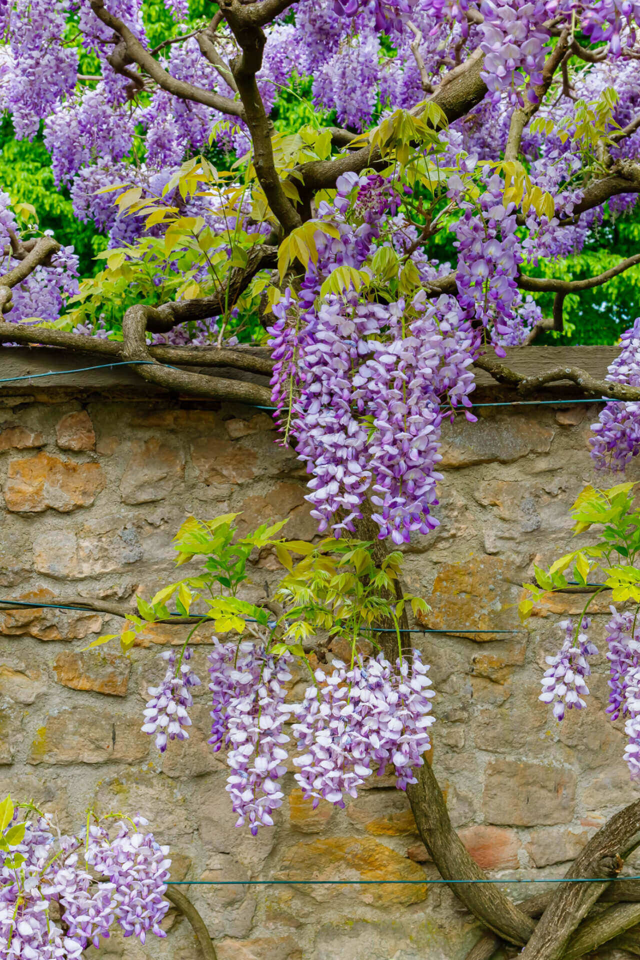 Buy 1 get 1 free sale on Climbing Wisteria Vine online at TN Nursery