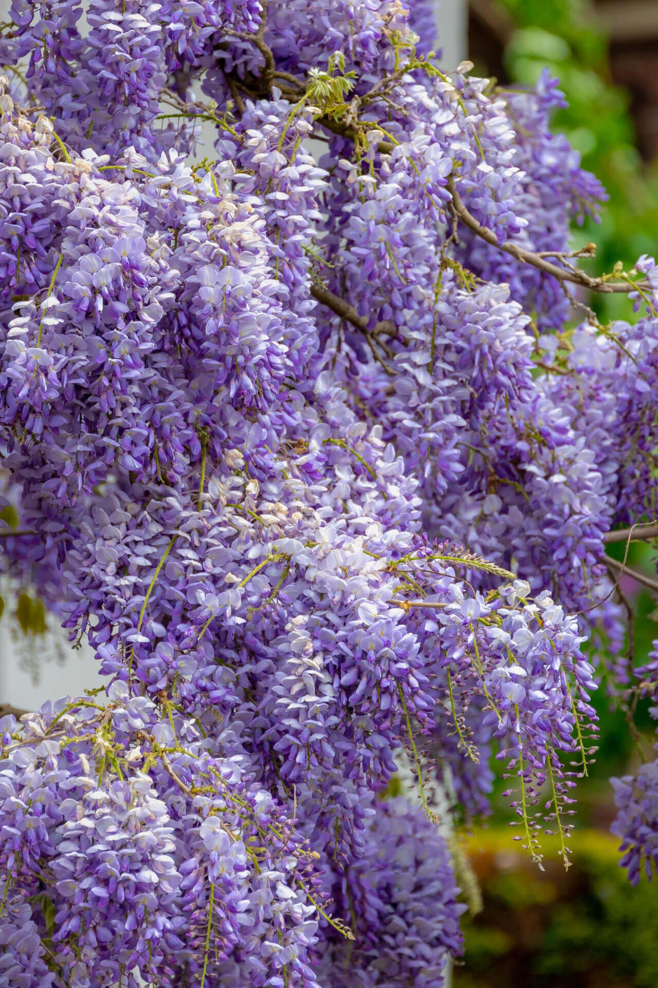 Shop sale on Climbing Wisteria Vine online at TN Nursery 