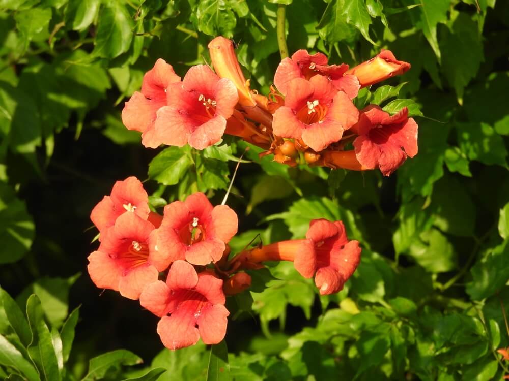 Close-up of pink perennial trumpet flowers with green leaves in the background
