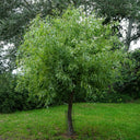 Corkscrew Willow Shrub