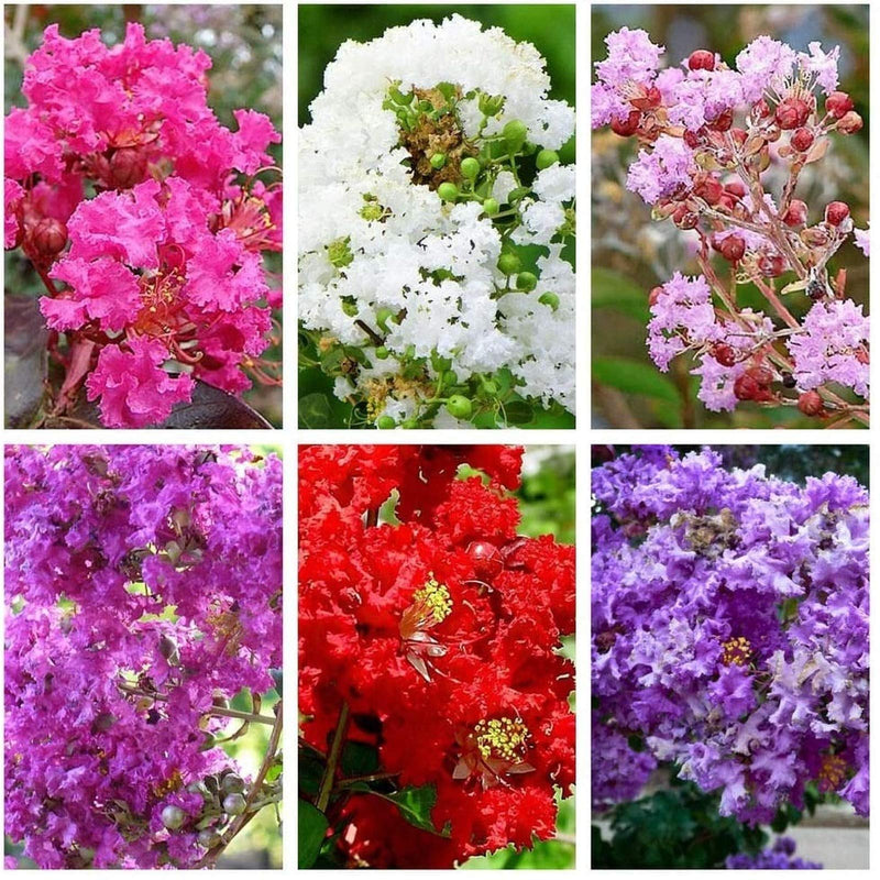 Multi-color Crape Myrtle trees (Lagerstroemia indica) with vibrant red, pink, purple, and white summer blooms – perfect flowering trees for landscaping and ornamental gardens.