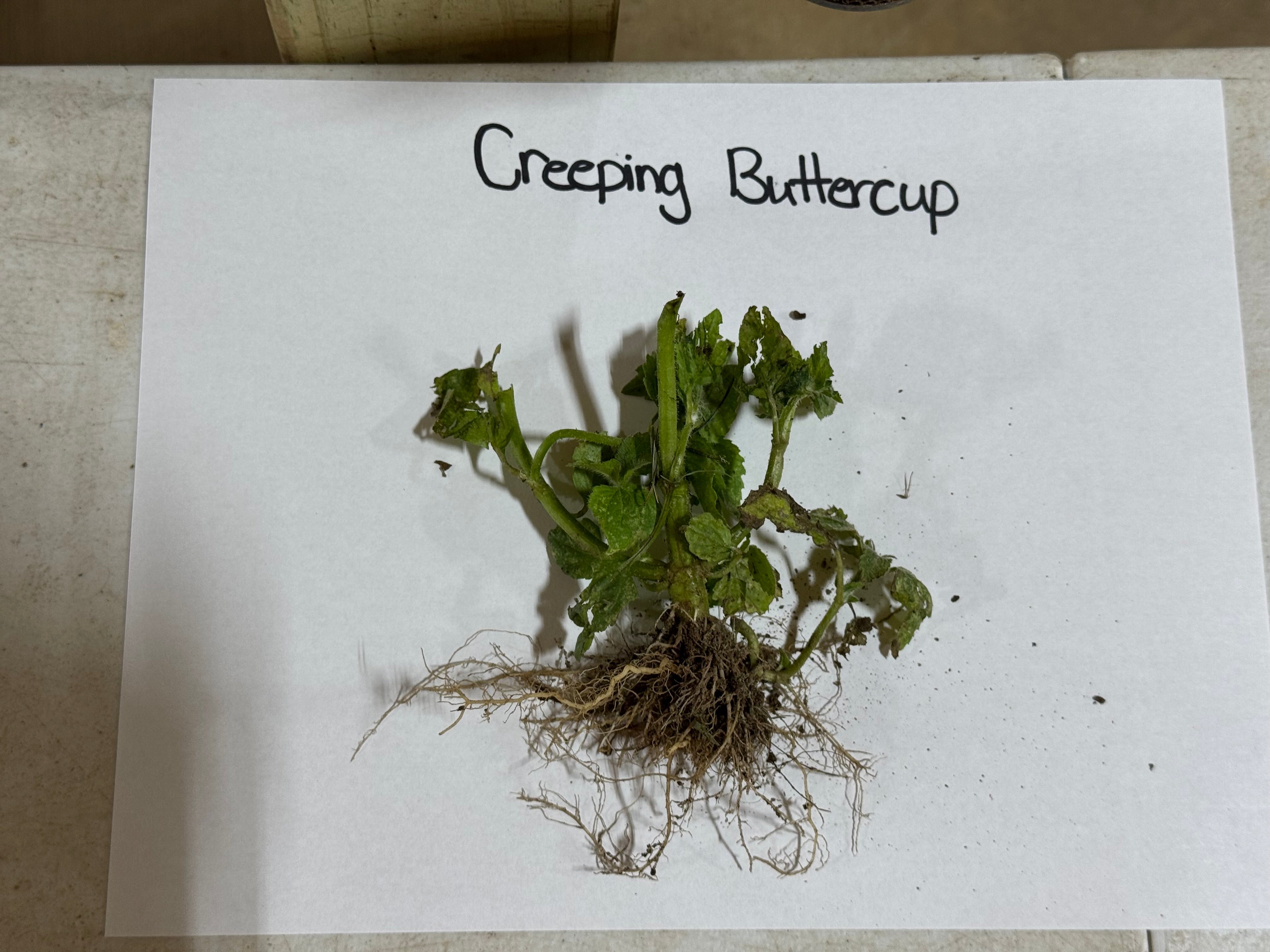 Creeping Buttercup plant on a white sheet of paper with 'Creeping Buttercup' text.