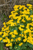 Buy 1 get 1 free sale on Creeping Buttercup Plant online at TN Nursery