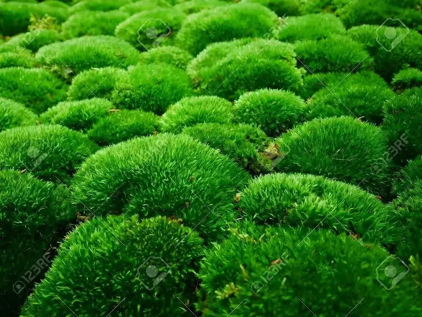 Shop Cushion Moss online at TN Nursery