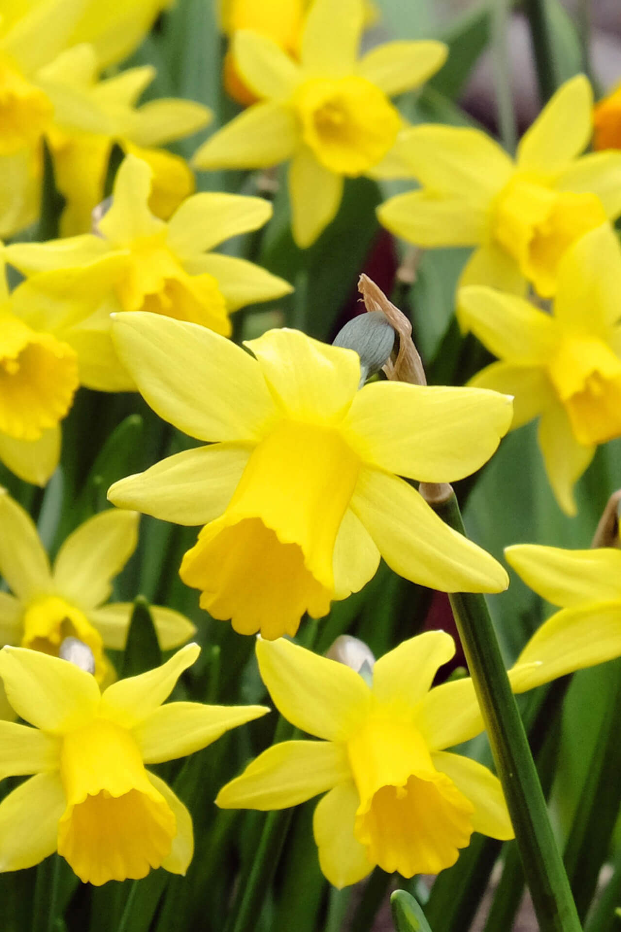 Shop Daffodil Plant online at TN Nursery