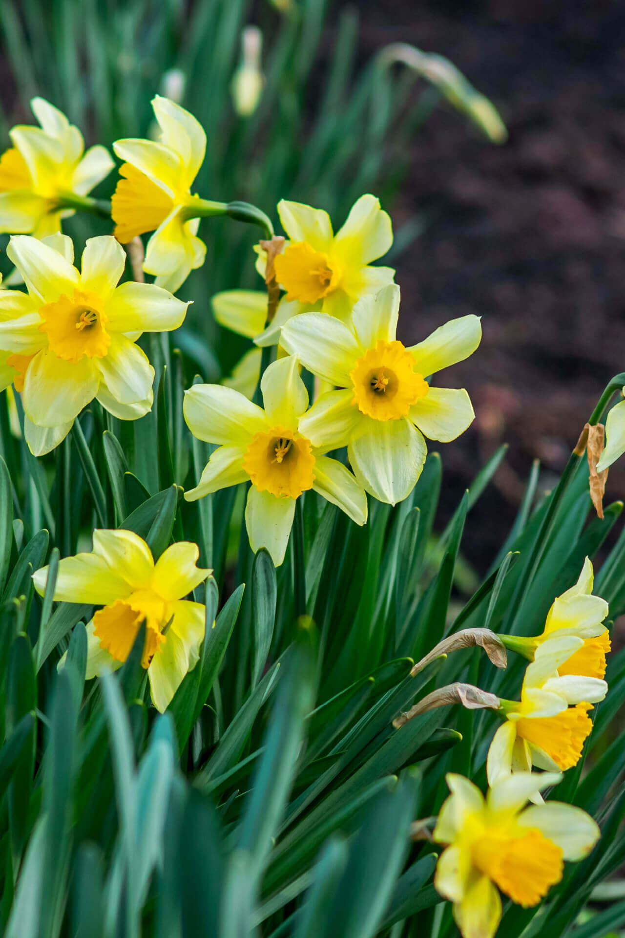 Buy 1 get 1 free sale on Daffodil Plant online at TN Nursery 