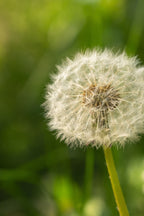 Buy 1 get 1 free sale on Dandelion Plant online at TN Nursery