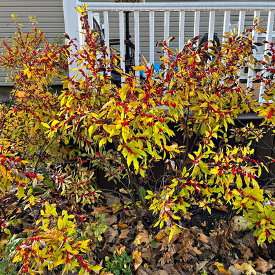 Deciduous Holly with yellow leaves and red berries in front of a white railing.