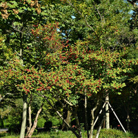 Deciduous Holly with red berries in a forest setting