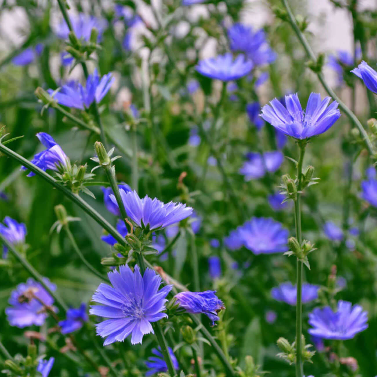 TN Nursery