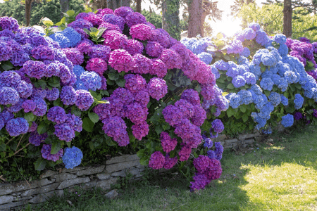 Hydrangea shrubs with vibrant purple and blue flower clusters blooming along a garden stone border in summer – Hydrangea macrophylla from TN Nursery.