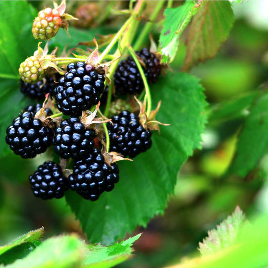 Dewberry Plant Fruiting Ground Cover