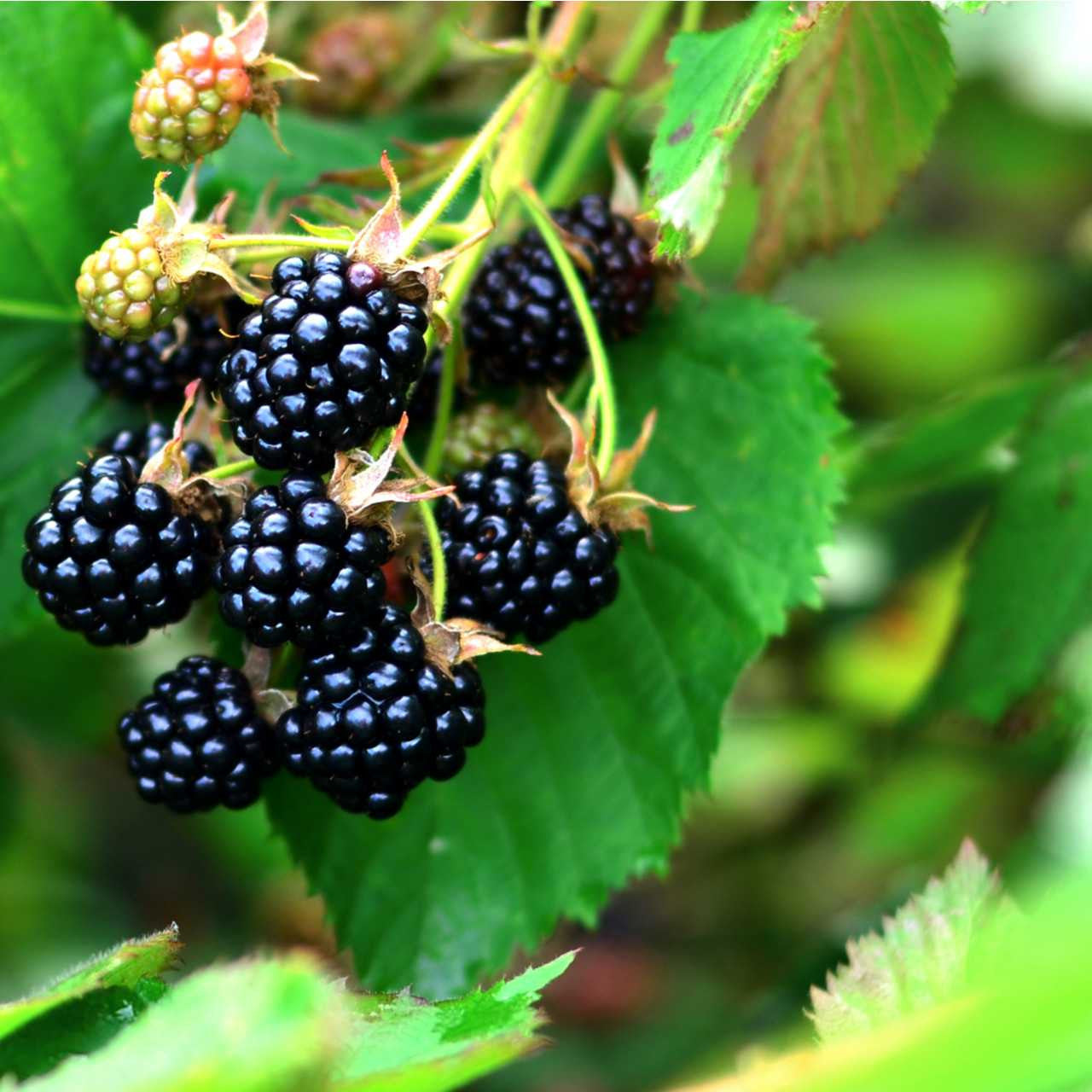 Shop Dewberry Plant online at TN Nursery