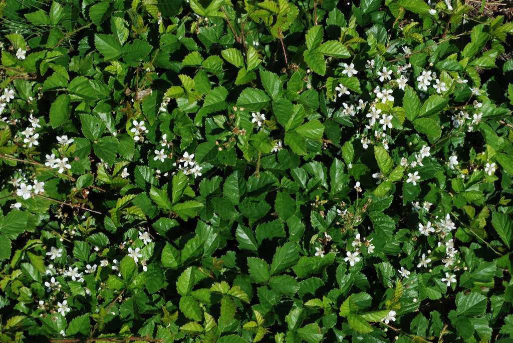 Buy 1 get 1 free sale on Dewberry Plant online at TN Nursery