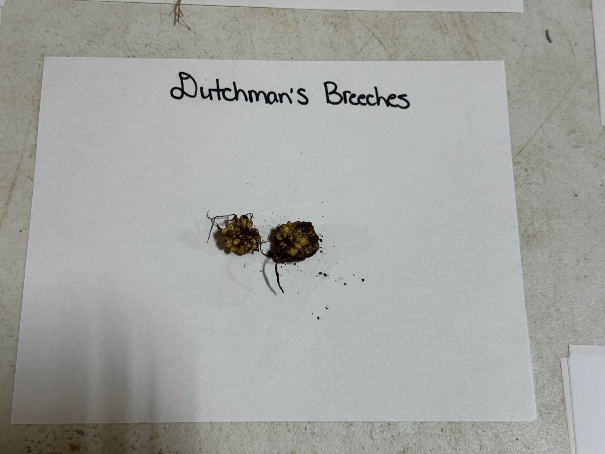 Two small objects labeled 'Dutchman's Breeches' on a white sheet of paper.