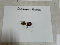 Two small objects labeled 'Dutchman's Breeches' on a white sheet of paper.