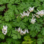 Buy 1 get 1 free sale on Dutchman's Breeches online at TN Nursery