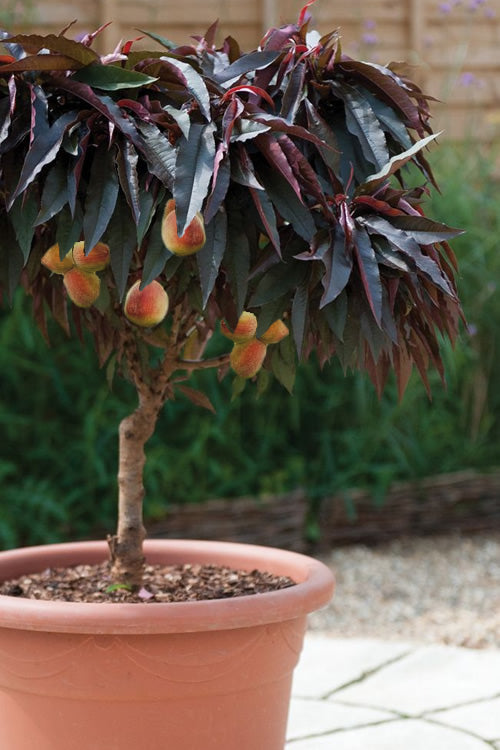 Prunus Persica Plant in a pot with purple foliage