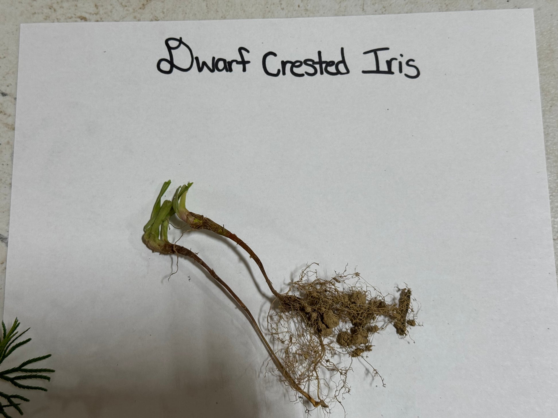Dwarf Crested Iris plant on a white paper with text