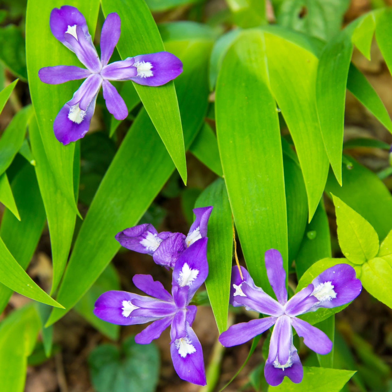 Shop Dwarf Crested Iris online at TN Nursery