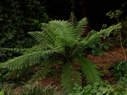 Large fern plant in a natural setting with other greenery