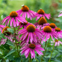 Echinacea Plant
