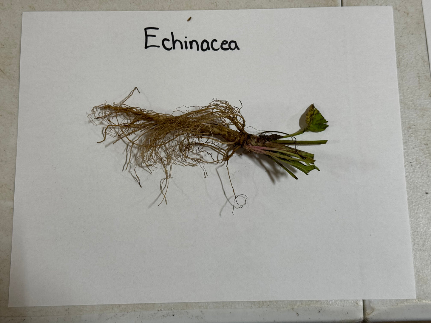 Echinacea plant with roots on a white paper background