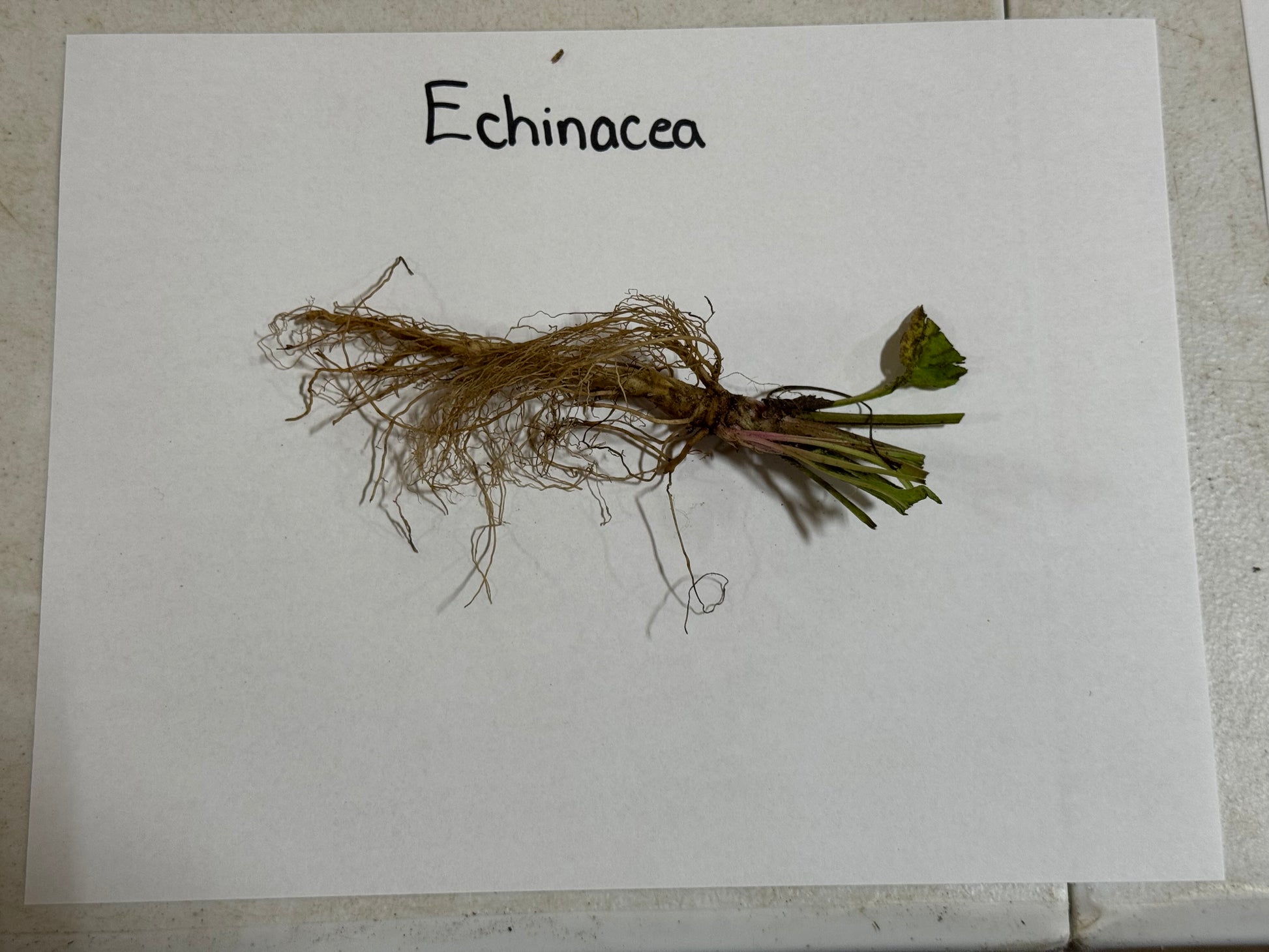 Echinacea plant with roots on a white paper background