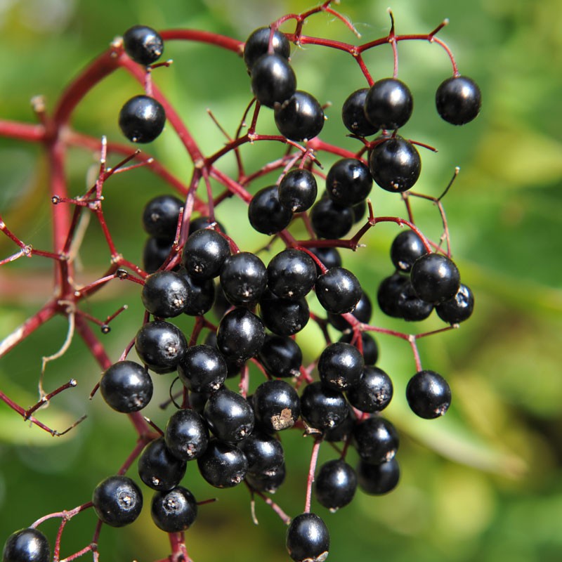 Elderberry Live Stakes: Fast-Growing Native Shrub Available – TN Nursery