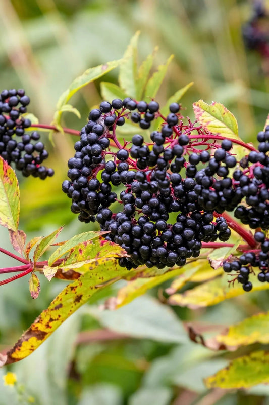 Cluster of elderberries on a stem with green leaves in the background.