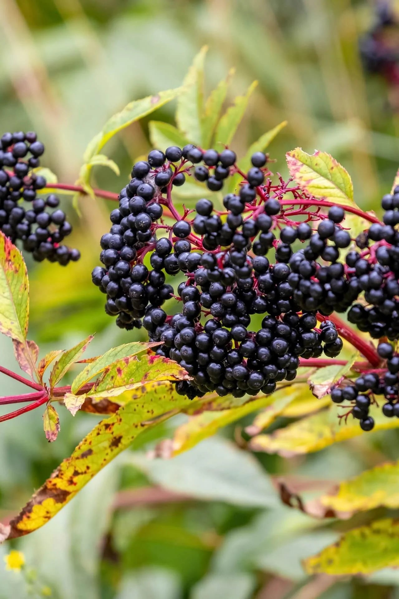 Buy Elderberry Live Stakes online at TN Nursery