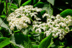 Shop Elderberry Tree online at TN Nursery