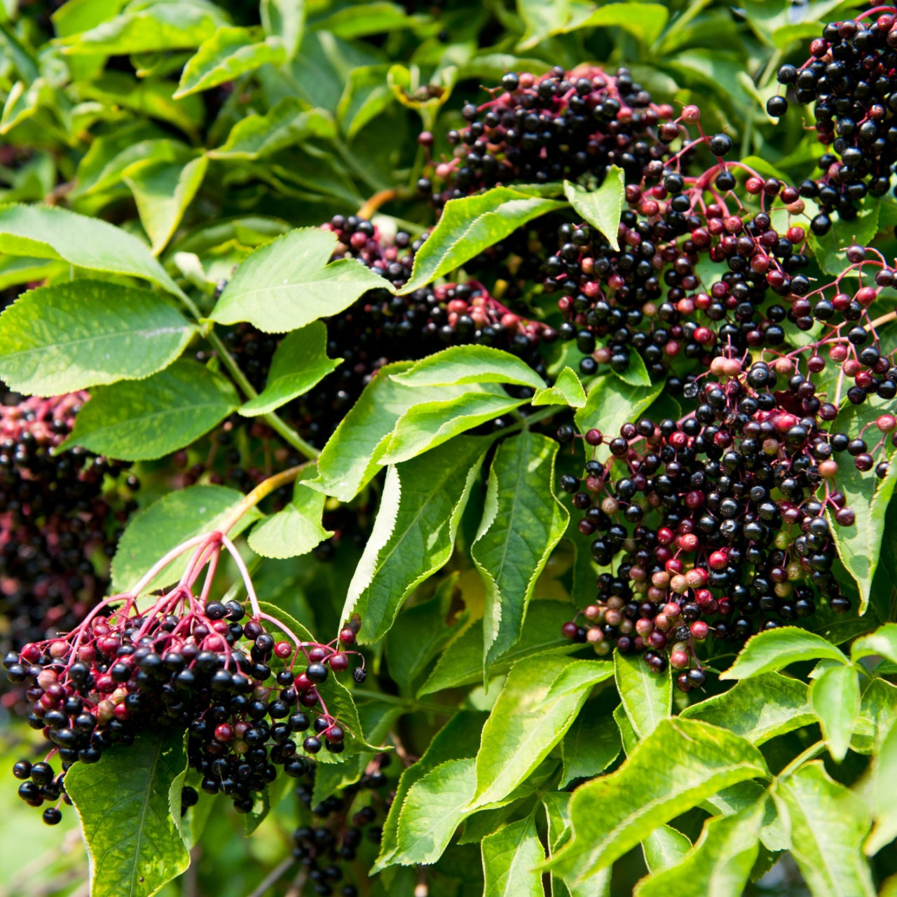 Shop sale on Elderberry Tree online at TN Nursery