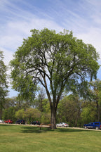 Shop Elm Tree online at TN Nursery