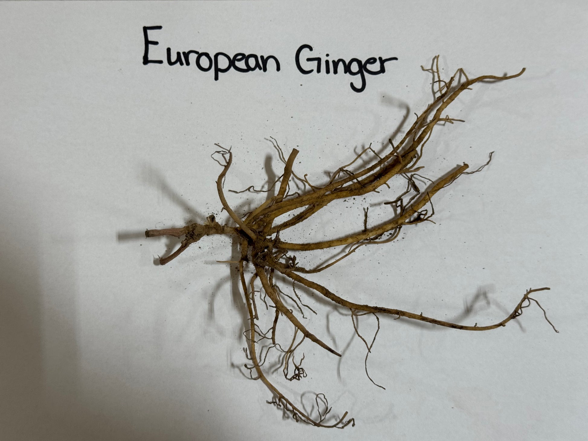 European Ginger root on a white background with text label