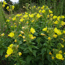 Evening Primrose Plant