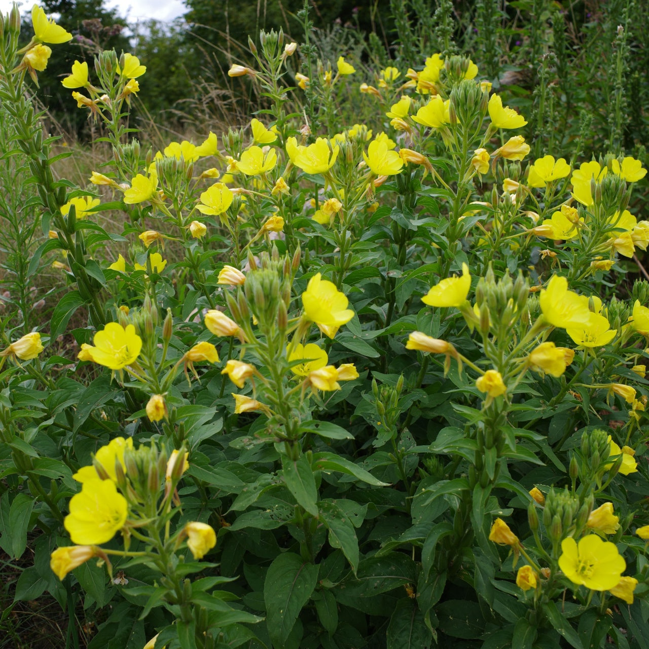 Shop Evening Primrose Plant online at TN Nursery 