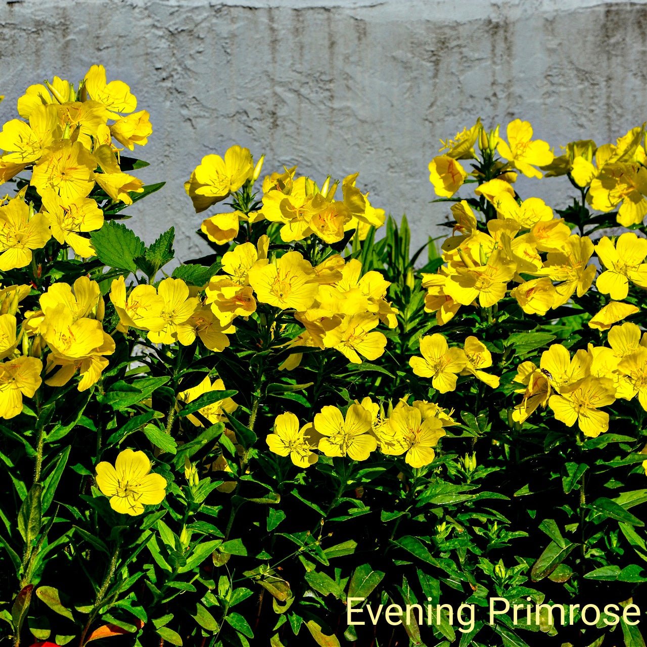 Evening Primrose plants
