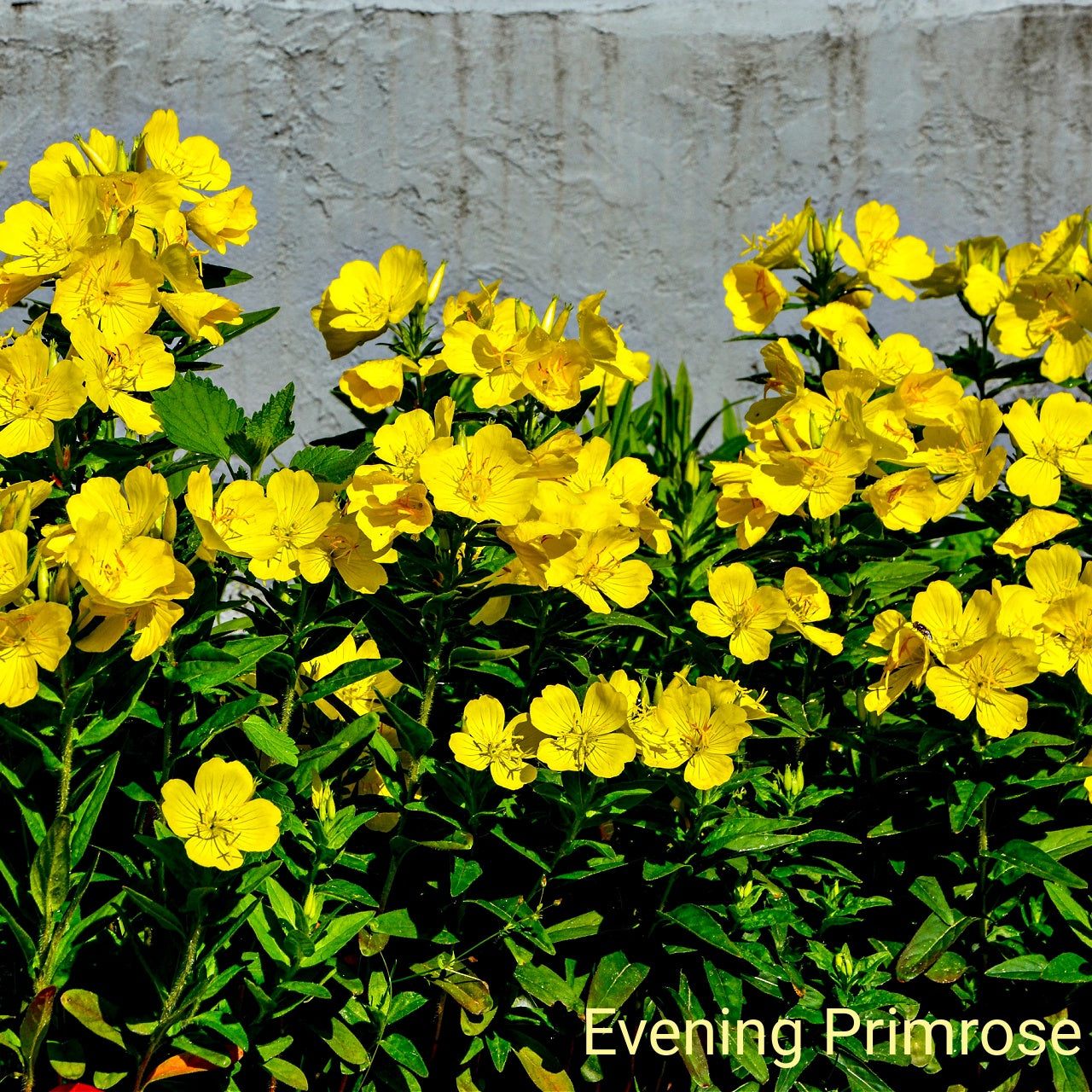 Yellow evening primrose flowers against a gray concrete wall