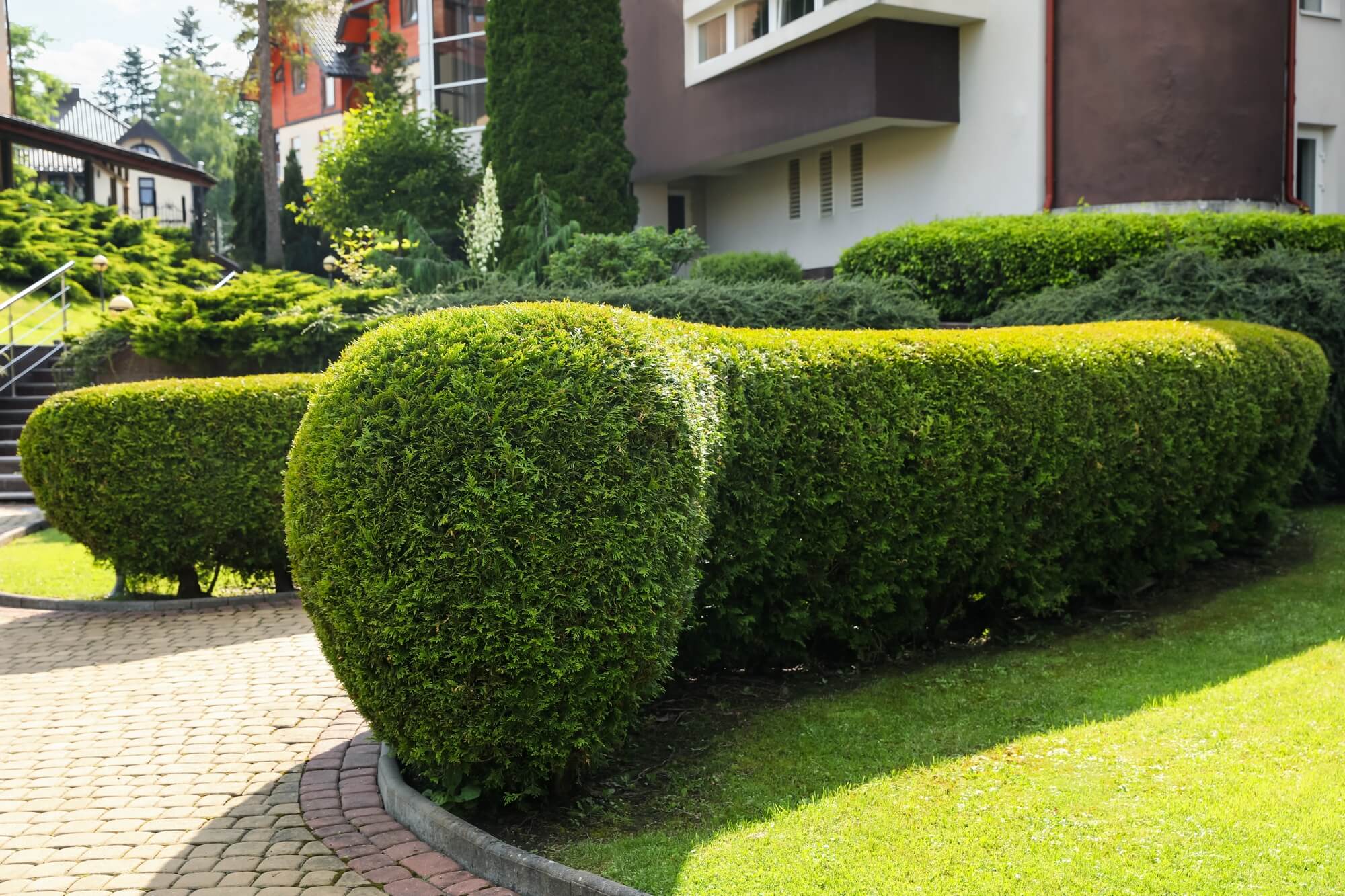 Neatly trimmed shrubs in a garden setting with a house in the background