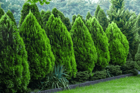 Row of lush green Arborvitae evergreen trees forming a privacy hedge in a landscaped garden – Thuja occidentalis from TN Nursery.