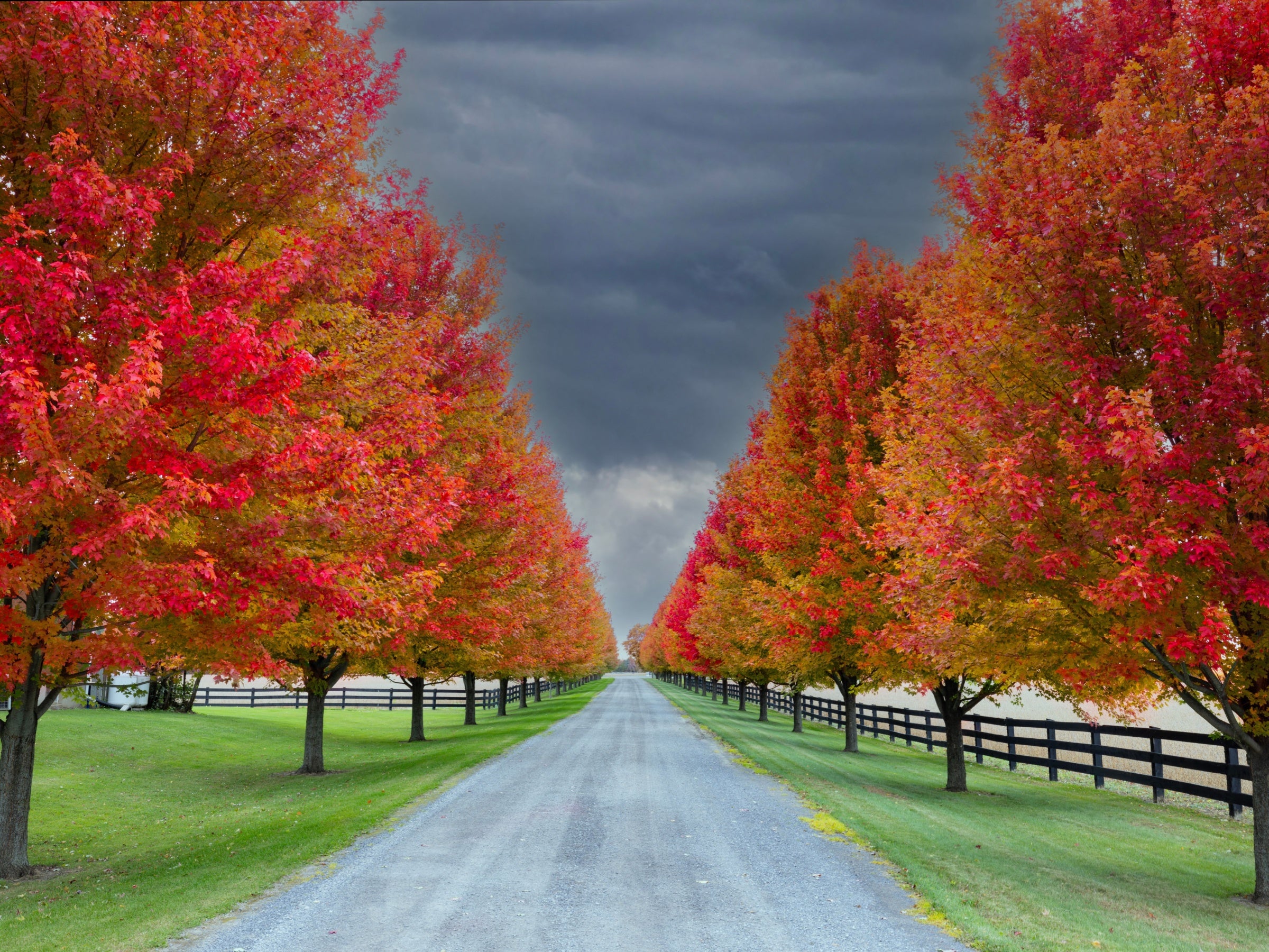 Road flanked by maple trees with vibrant red and orange autumn foliage under a dark sky.