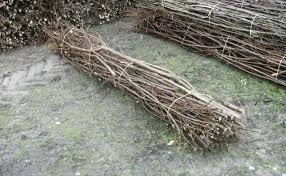high-quality-fascine-bundles-for-erosion-control-projects-tn-nursery