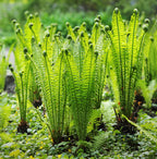 Shop Fiddlehead Fern online at TN Nursery