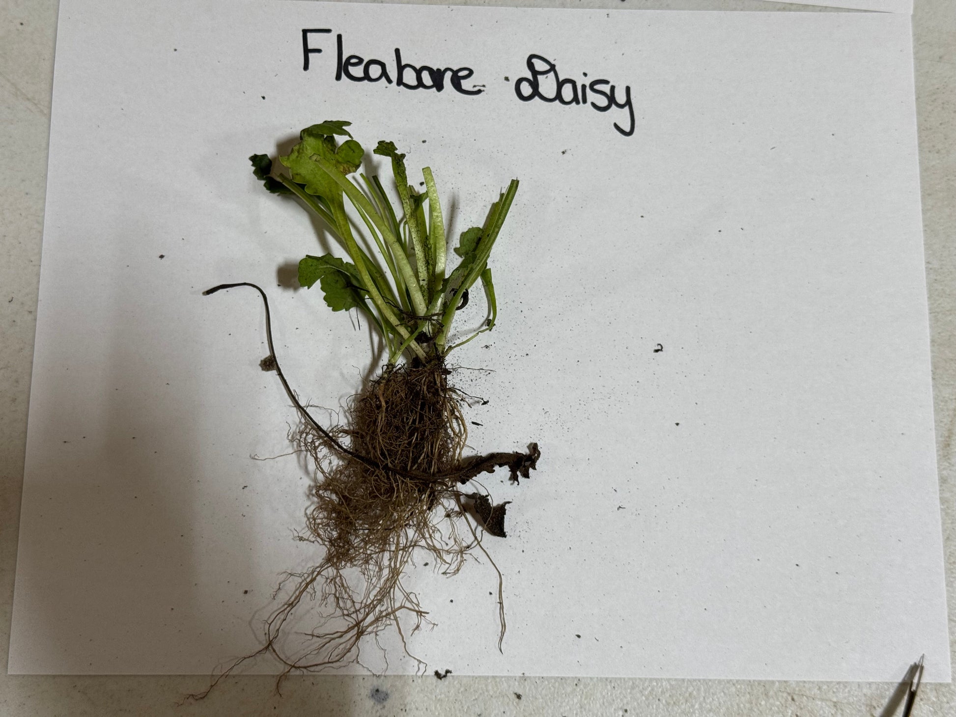 Plant sample of Fleabane Daisy with roots on a white paper background