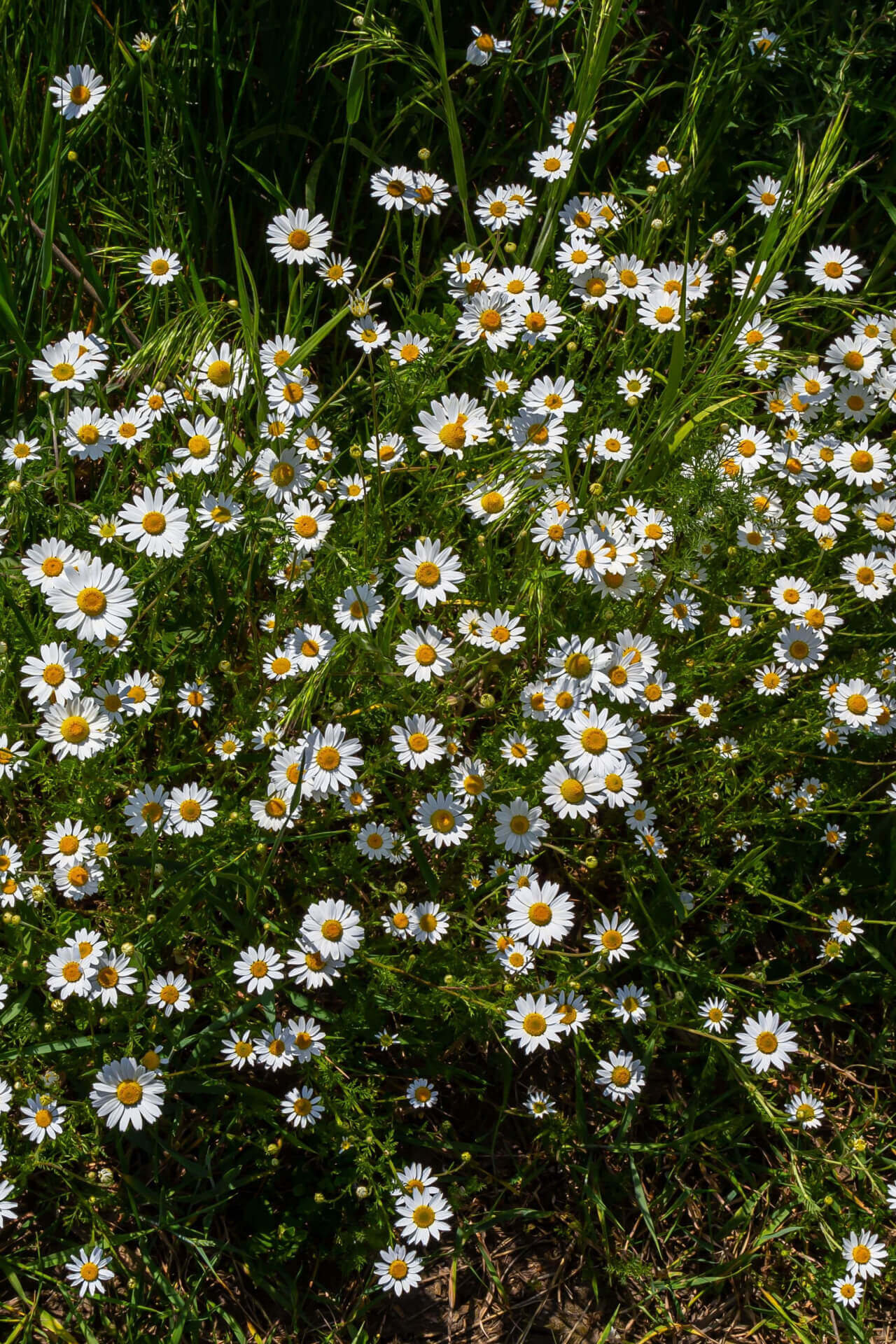 Buy 1 get 1 free sale on Fleabane Daisy Plant online at TN Nursery 