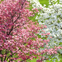 Flowering Dogwood Tree - Ships Spring 2026