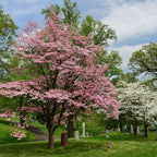 Buy 1 get 1 free sale on Flowering Dogwood Tree online at TN Nursery 
