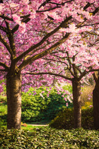 Shop Flowering Trees Package online at TN Nursery
